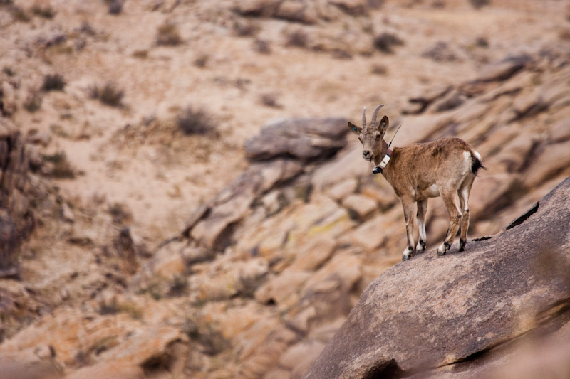 Siberian Ibex